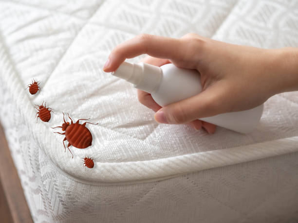 Best Pest Removal Services  in Baldwinsville, NY